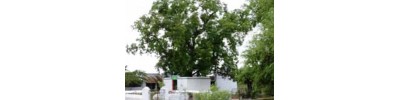 செங்காளிபாளையம்